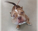 TOAST - Male Bulldog Dog for Adoption - Small photo