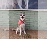 Small #1 Siberian Husky