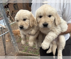 Golden Retriever Puppy for sale in SCOTTSDALE, AZ, USA