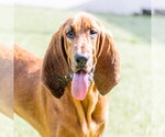 Small Bloodhound