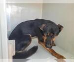 Small German Shepherd Dog
