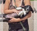 Small #4 Border Collie Mix