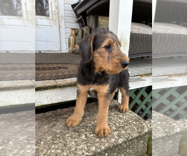 Medium Photo #8 Airedale Terrier Puppy For Sale in ELMA, NY, USA