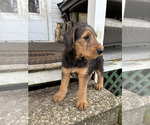 Small #7 Airedale Terrier