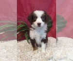Small Photo #1 Miniature Australian Shepherd Puppy For Sale in MARTINSVILLE, IN, USA