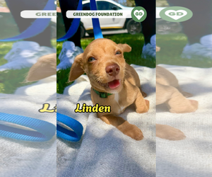 Linden - Male Mutt Dog for Adoption - Photo #6