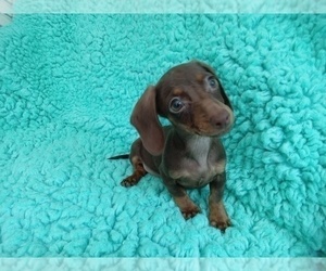 Dachshund Puppy for sale in LAUREL, MS, USA