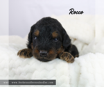 Puppy Rocco Bernedoodle (Miniature)