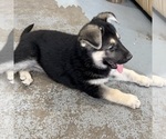 Small Photo #7 German Shepherd Dog Puppy For Sale in BRIGHTON, CO, USA