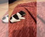 Small Photo #5 Jack Russell Terrier Puppy For Sale in BOISE, ID, USA