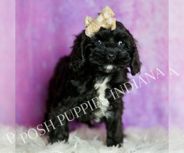 Medium Photo #27 Cavapoo (Miniature) Puppy For Sale in WARSAW, IN, USA