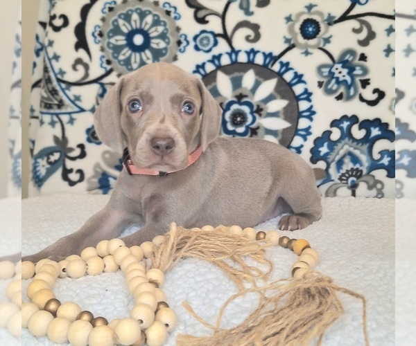 Medium Photo #3 Weimaraner Puppy For Sale in LEWISBURG, KY, USA