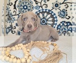 Small #2 Weimaraner