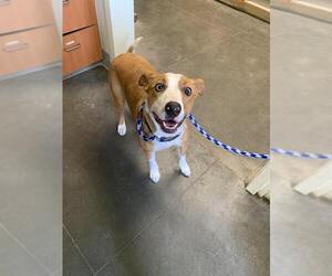 American Pit Bull Terrier-Australian Shepherd Mix Dogs for adoption in Santa Cruz, CA, USA