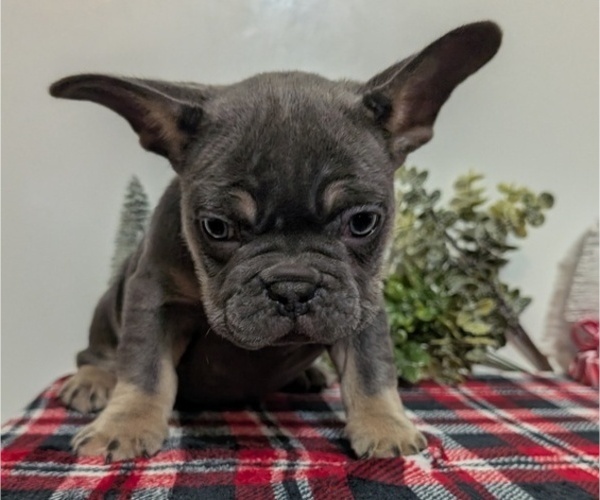 Medium Photo #30 French Bulldog Puppy For Sale in GOSHEN, IN, USA