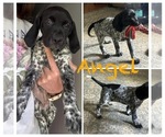 Small Photo #22 German Shorthaired Pointer Puppy For Sale in STATE COLLEGE, PA, USA