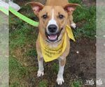 Small #5 Beagle Mix