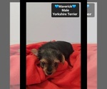 Small #2 Yorkshire Terrier