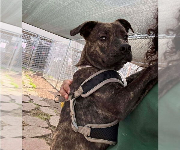 Medium Photo #3 Staffordshire Bull Terrier-Unknown Mix Puppy For Sale in Lakewood, CO, USA