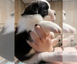 Small #1 Cane Corso-Saint Bernard Mix