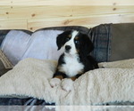 Puppy Annie Bernese Mountain Dog