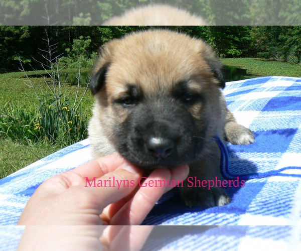 Medium Photo #2 German Shepherd Dog Puppy For Sale in PIEDMONT, MO, USA