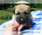 Small #1 German Shepherd Dog