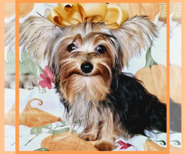 Medium Photo #1 Yorkshire Terrier Puppy For Sale in TAYLOR, TX, USA