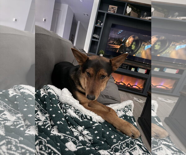 Medium Photo #4 German Shepherd Dog-Unknown Mix Puppy For Sale in Chandler, AZ, USA