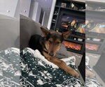 Small #3 German Shepherd Dog Mix