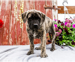 Small Photo #6 Mastiff Puppy For Sale in WAKARUSA, IN, USA
