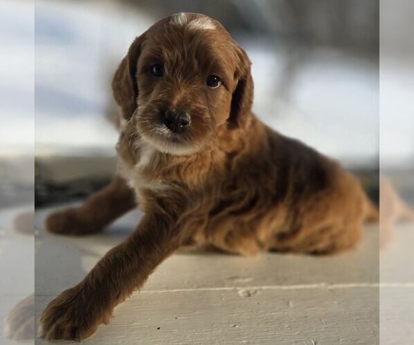 Medium Photo #3 Irish Doodle (Miniature) Puppy For Sale in NEW HOLLAND, PA, USA