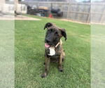 Small #4 Boxador