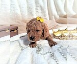 Small Photo #17 Goldendoodle (Miniature) Puppy For Sale in GASTONIA, NC, USA