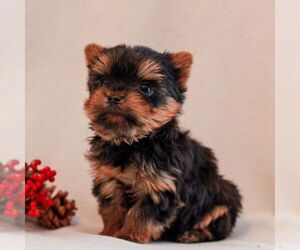 Yorkshire Terrier Puppy for sale in REINHOLDS, PA, USA