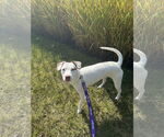 Small #2 Mutt