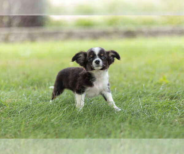 Medium Photo #11 Chihuahua Puppy For Sale in WARSAW, IN, USA