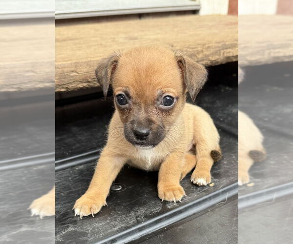 Medium Photo #1 Chiweenie Puppy For Sale in Bolivar, MO, USA
