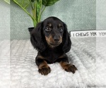 Small #1 Dachshund