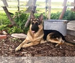 Small #12 German Shepherd Dog