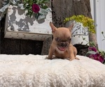Small Photo #8 French Bulldog Puppy For Sale in GOSHEN, IN, USA