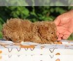 Small #11 Poodle (Toy)