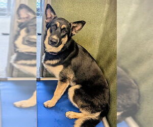 German Shepherd Dog Dogs for adoption in Downey, CA, USA