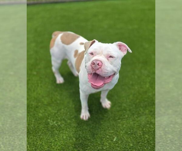 Medium Photo #8 Bulldog-Unknown Mix Puppy For Sale in Rockwall, TX, USA