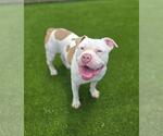 Small #7 Bulldog Mix