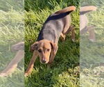 Small #1 Beagle Mix