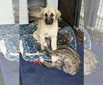 Small #2 Anatolian Shepherd Mix