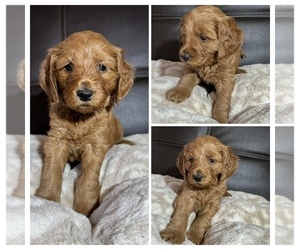 Medium Goldendoodle mix (+ Poodle Miniature)