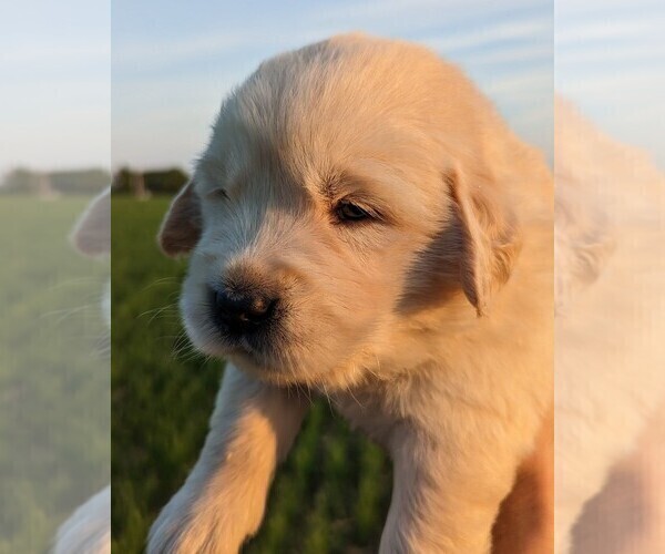 Medium Photo #4 Golden Retriever Puppy For Sale in WOOSTER, OH, USA