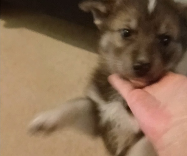 Medium Photo #10 Gerberian Shepsky Puppy For Sale in EDMORE, MI, USA
